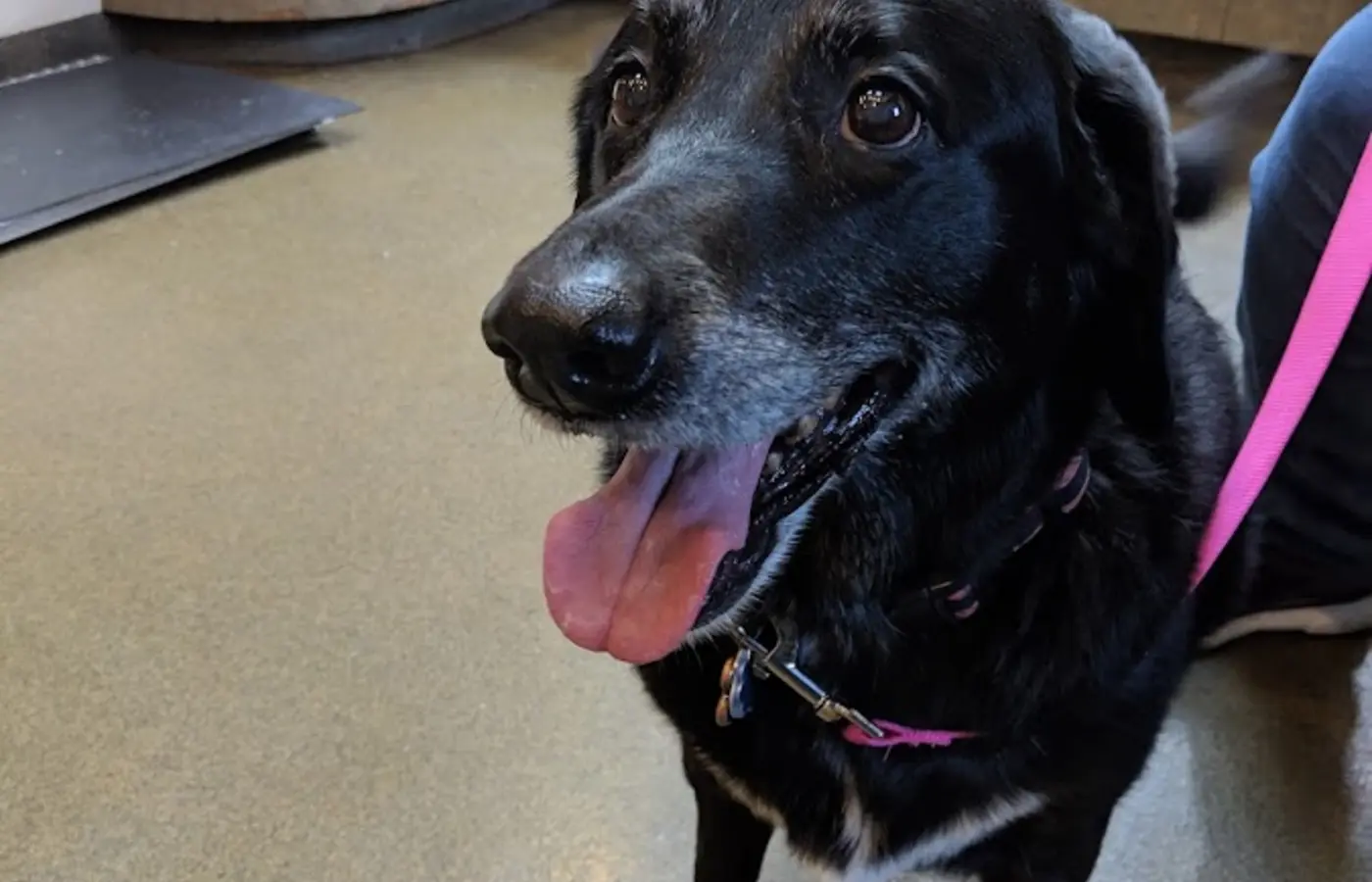 Sudbury Animal Hospital cover
